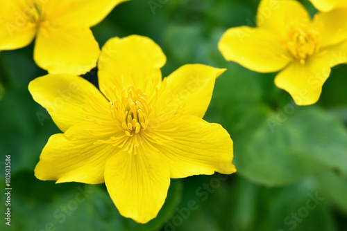 Marsh Marigold flowers  close up view