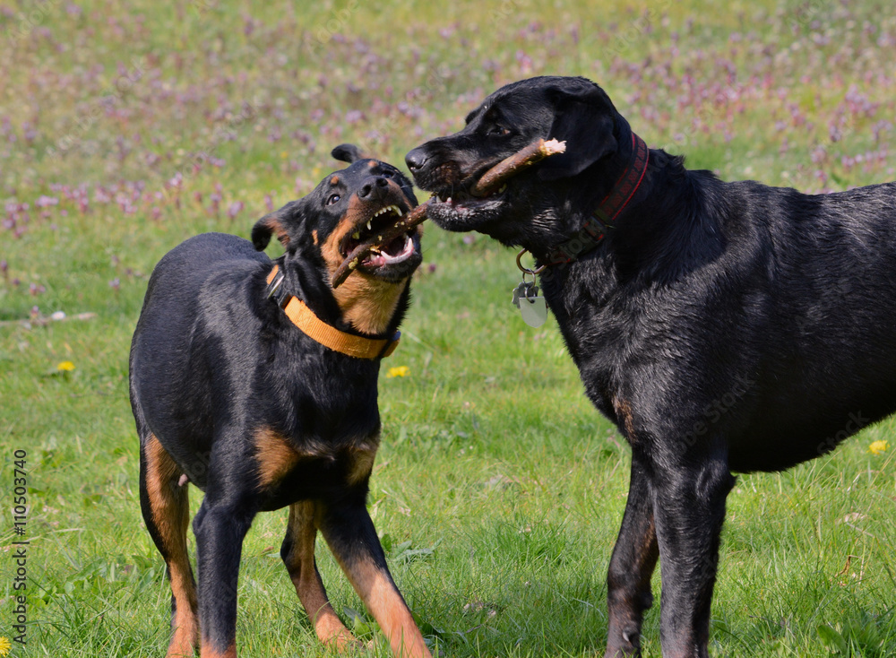 Labrador-Rottweiler Mischling kämpft gegen Schäferhund-Dobermann Mischling  um ein Stöckchen Stock Photo | Adobe Stock