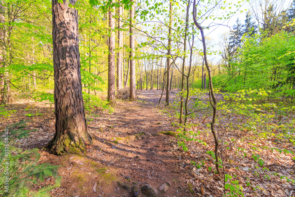 Walking path in forest at dawn with beautiful sunbeams. Walking path in forest at dawn with beautiful sunbeams.