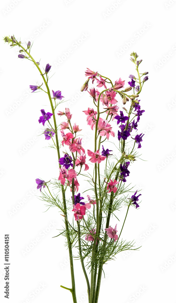 meadow of pink flowers