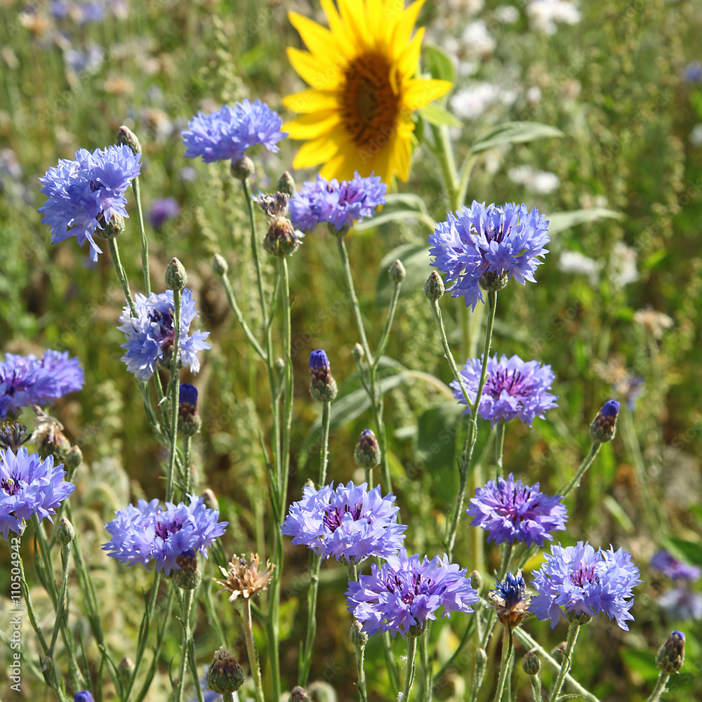 Bleuets et tournesol dans une jachère fleurie