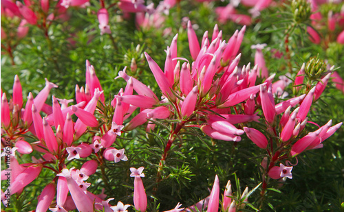 Bruyère ventrue ‘Erica ventricofa’ photo