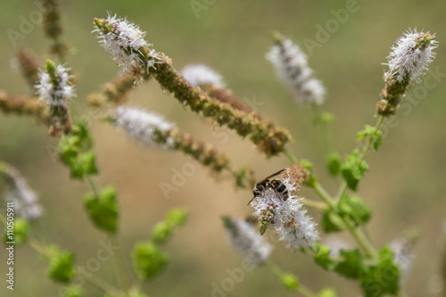 Black Cohosh: White Efflorescence and Bee