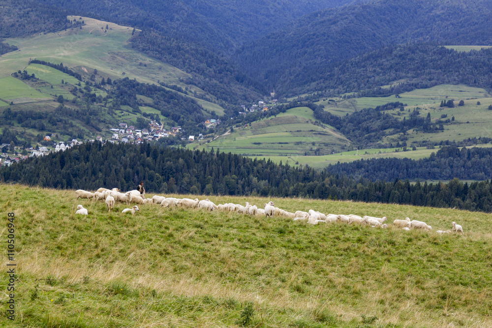Shepherd with his flock in Pieniny Mountains, Poland