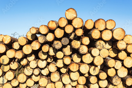Timber pile in the woods