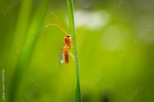 Small bug sitting on plant