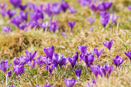 Spring valley of purple crocus flowers