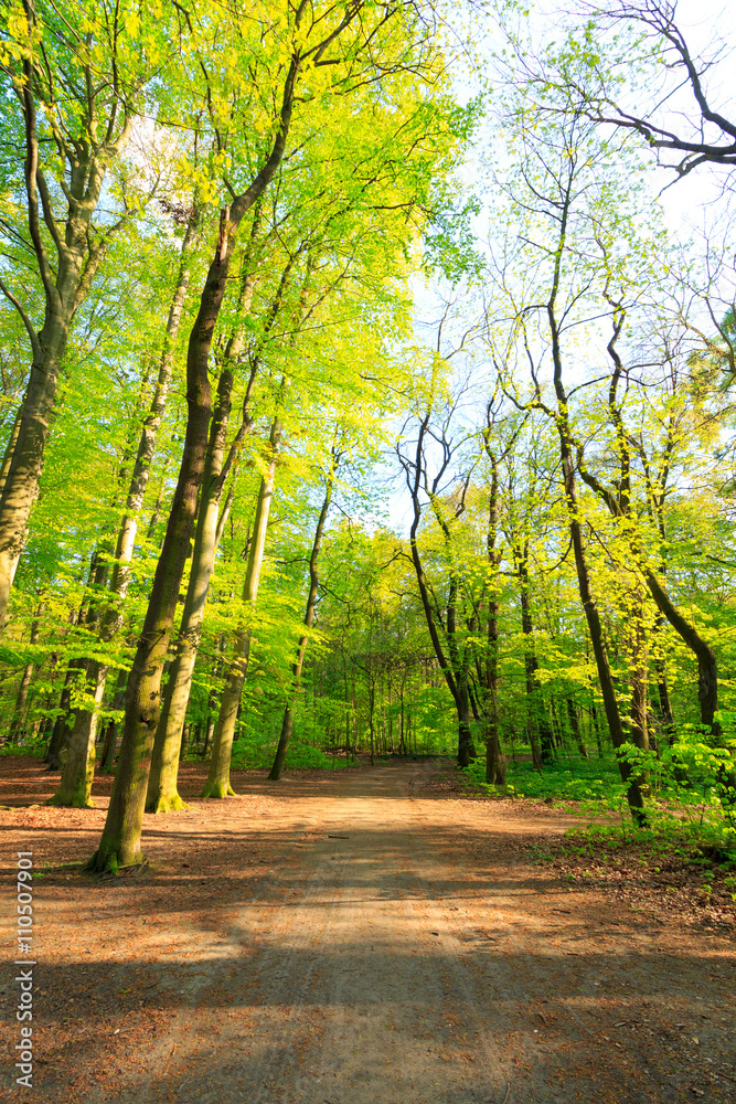 Fototapeta premium Path in spring green forest