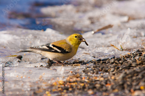 Gold finch