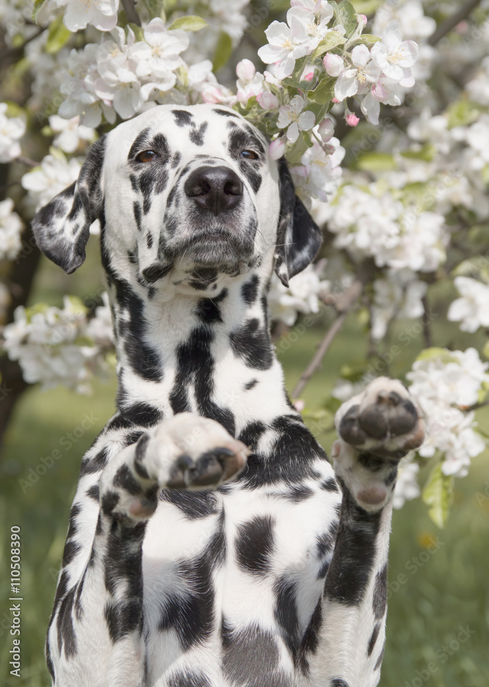 Cute happy dalmatian dog puppy sitting near the summer tree Cute happy dalmatian dog puppy sitting near the summer tree