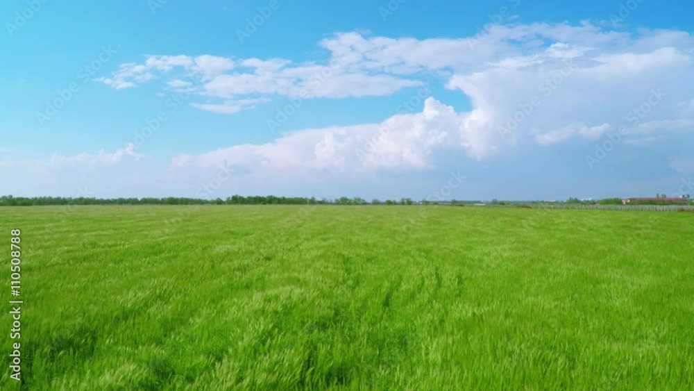 Flying over Large Green Wheat Fields at Farm Flying over Large Green Wheat Fields at Farm