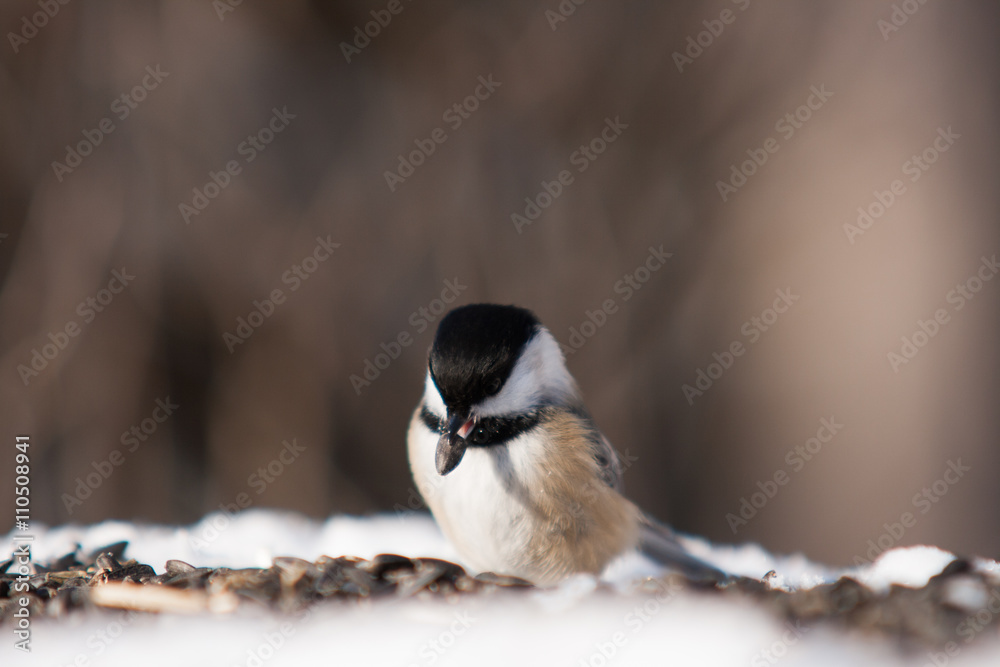 Black-capped chickadee.