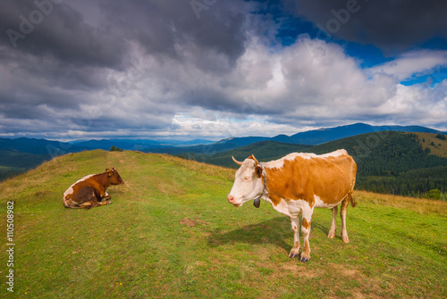 Two cows graze in a Carpathian meadow © Bashkatov