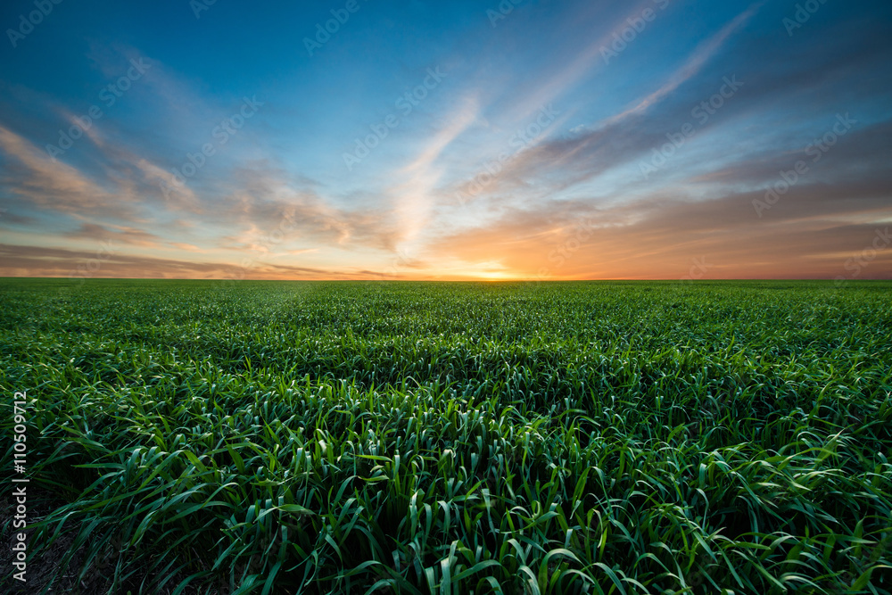 Green field of wheat at sunrise Green field of wheat at sunrise