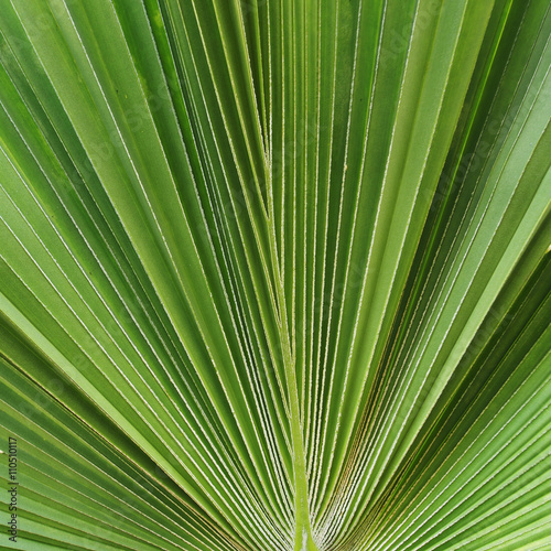 macro of green leaf background texture