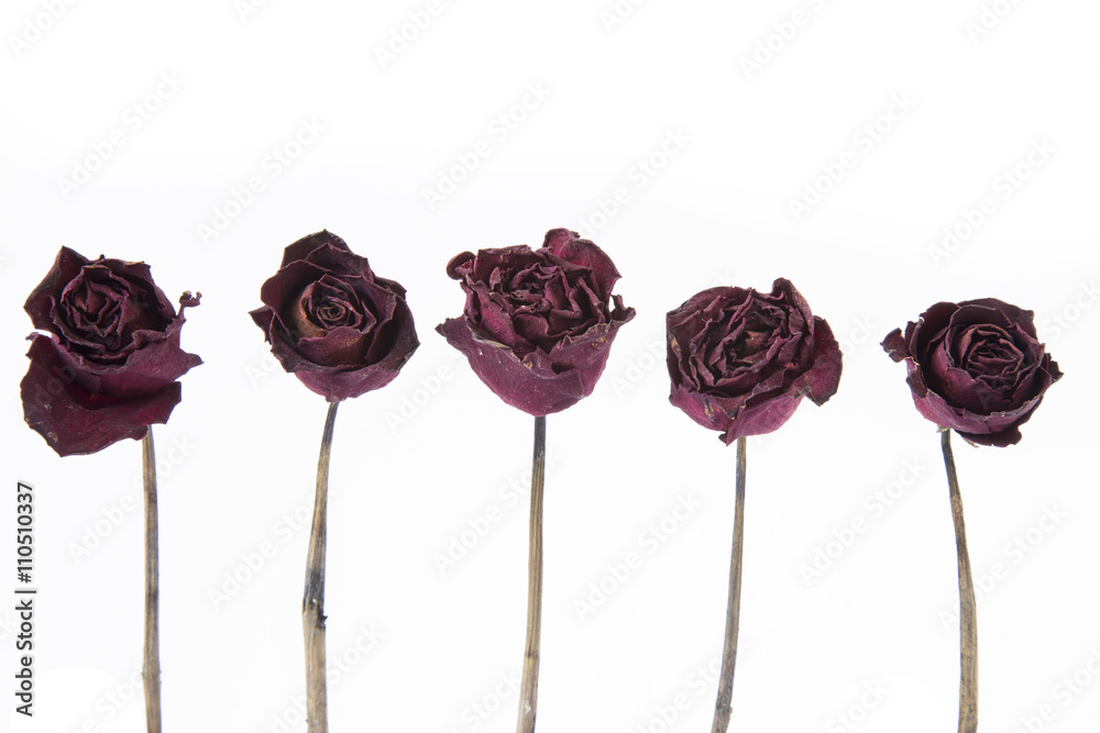 Obraz premium Sucha róża odizolowywająca na białym tle.