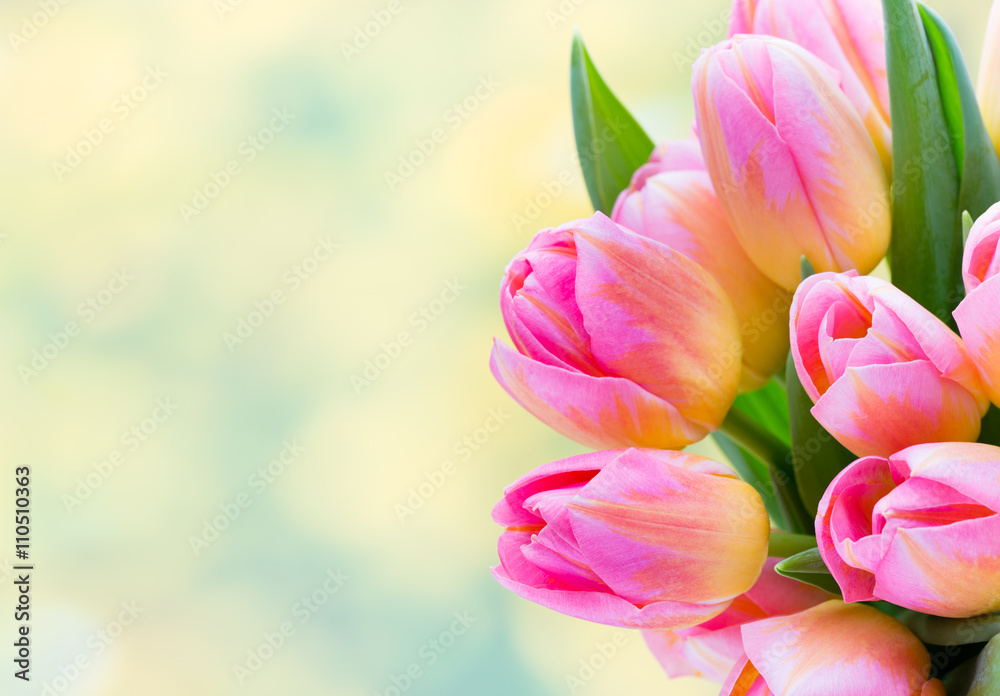 Obraz premium Spring flowers. Tulip bouquet on the bokeh background.