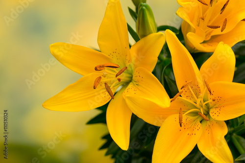 Fototapeta Naklejka Na Ścianę i Meble -  Lily yellow flower with buds on a gray background.