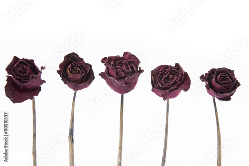 Fototapeta Naklejka Na Ścianę i Meble -  Dry rose isolated on white background.