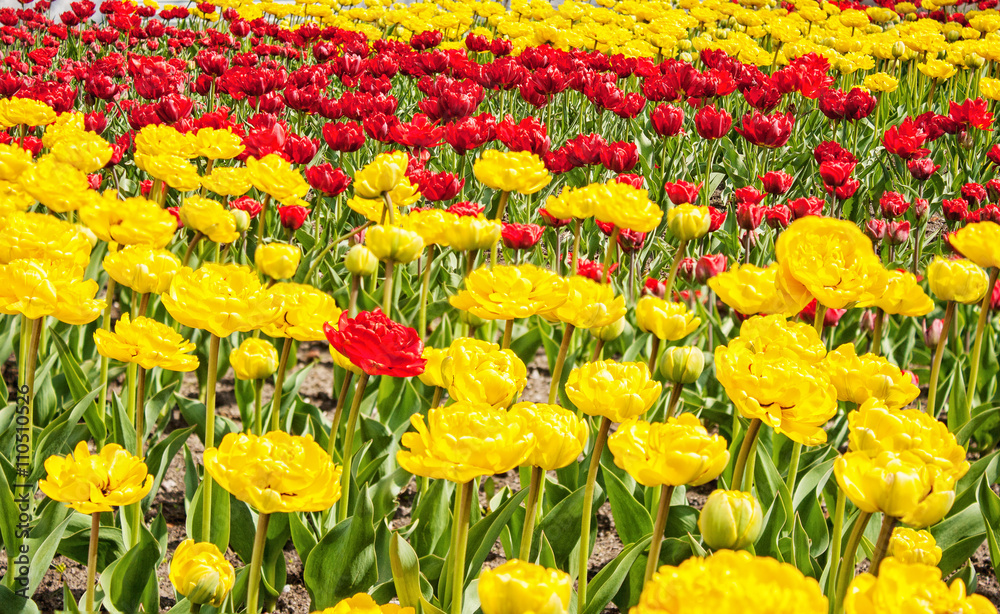 red and yellow tulips growing in the flowerbed red and yellow tulips growing in the flowerbed