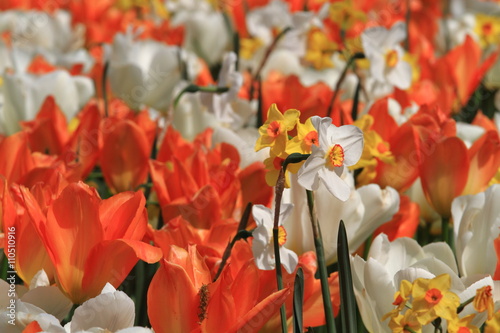 fioritura di tulipani photo