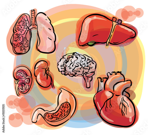 internal organs sketch set