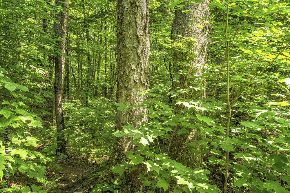 Fototapeta premium Forest detail in Algonquin Park Ontario