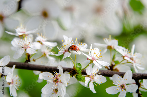 a ladybug on a branch in spring cherry blossoms