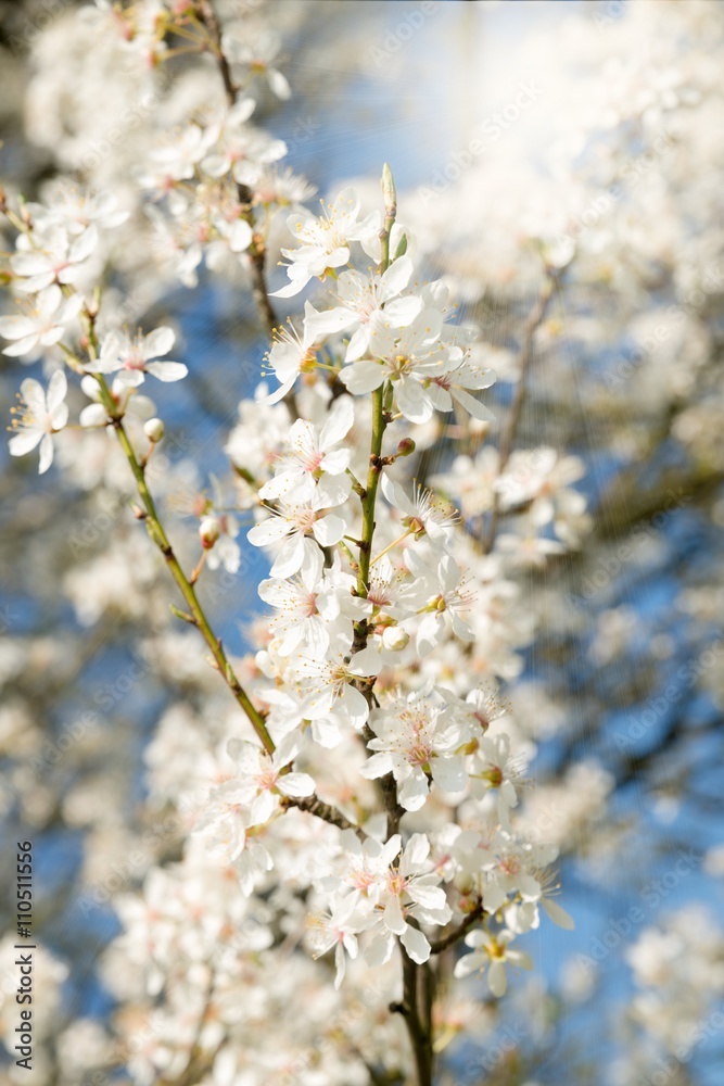 Fototapeta premium Spring Blooming