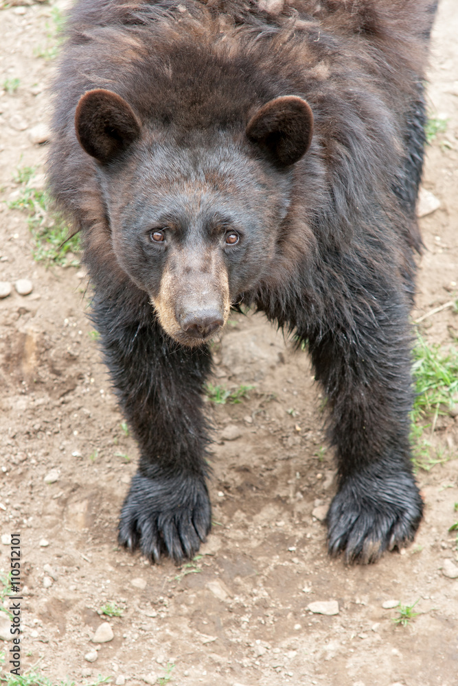 Black bear looking up. Black bear looking up.