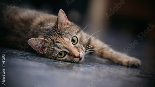 Sad striped cat with white moustaches