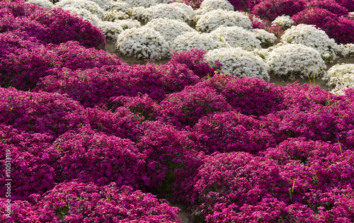 meadow flowers of Phlox styloid photo