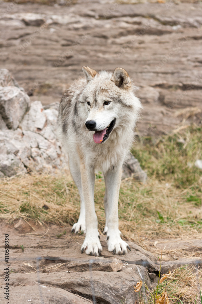 Gray and white , captive, arctic wolf. Gray and white , captive, arctic wolf.