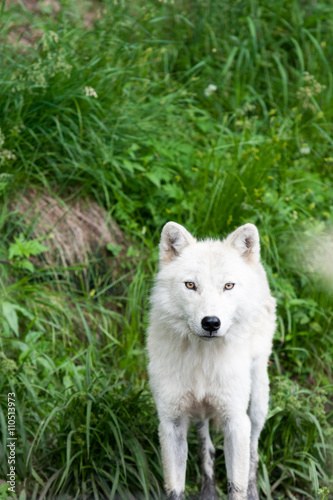Arctic wolf surrounded by green grass.