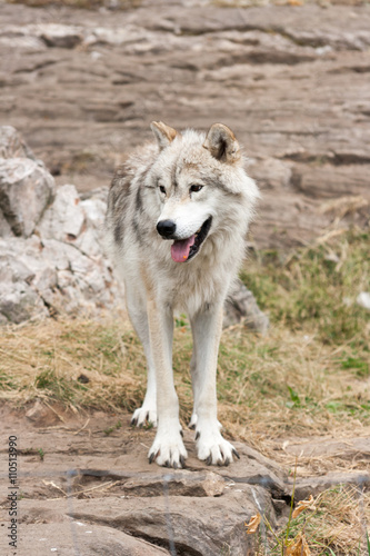 Gray and white , captive, arctic wolf.