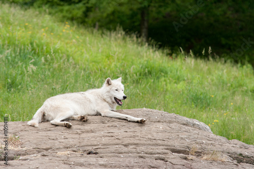 Captive arctic wolf laying on a rock.