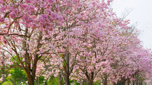 Pink flowers Tabebuia rosea blossom