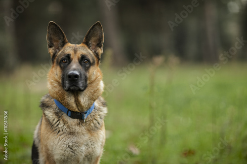 German shepherd portrait. 