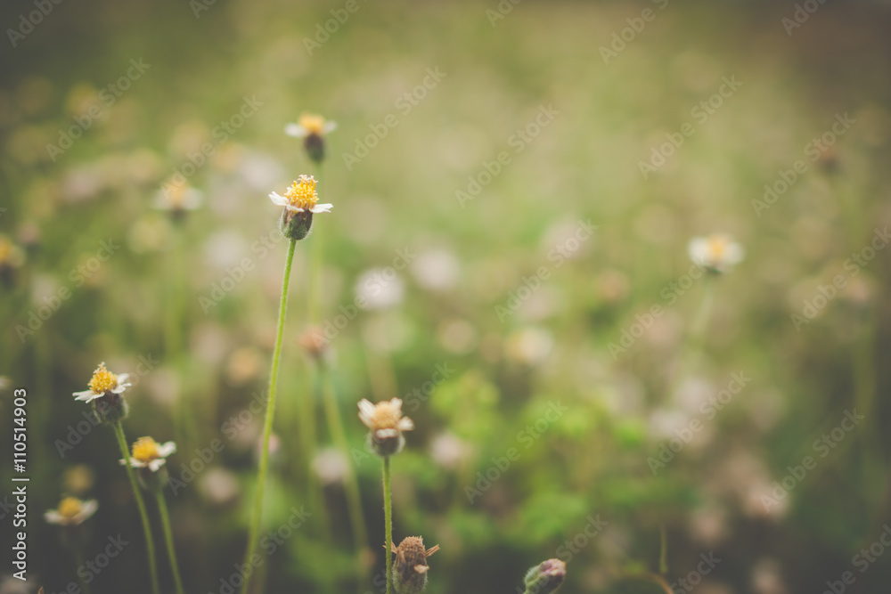 green grass and yellow flowers background with bokeh green grass and yellow flowers background with bokeh