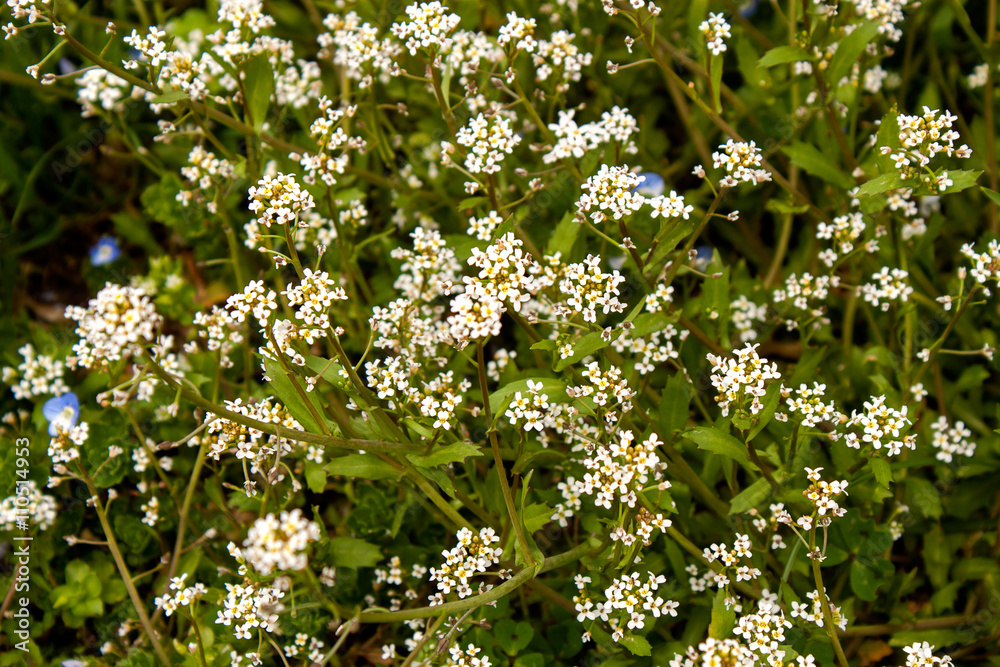 White flowers