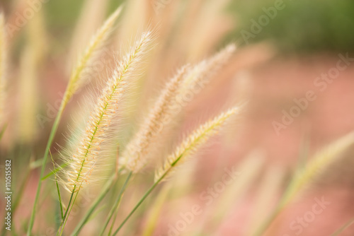 clouse-up of long grass flower on sunset background