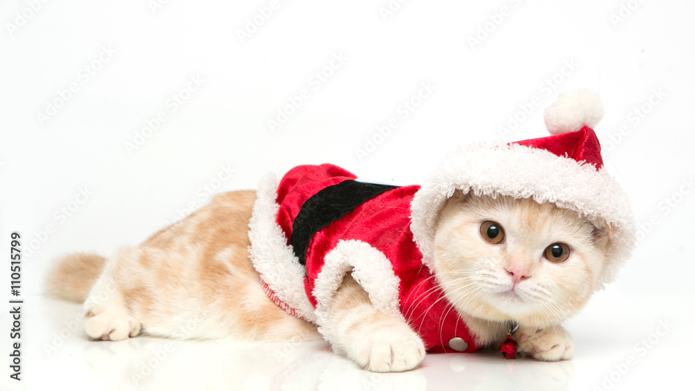 Scottish Fold cat Scottish Fold cat