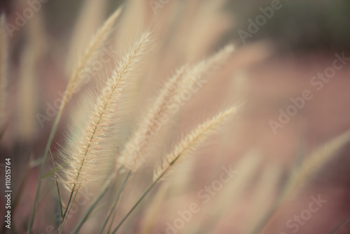 clouse-up of long grass flower on sunset background  vintage