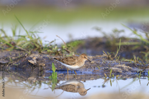 Temminck's stint in a natural interior