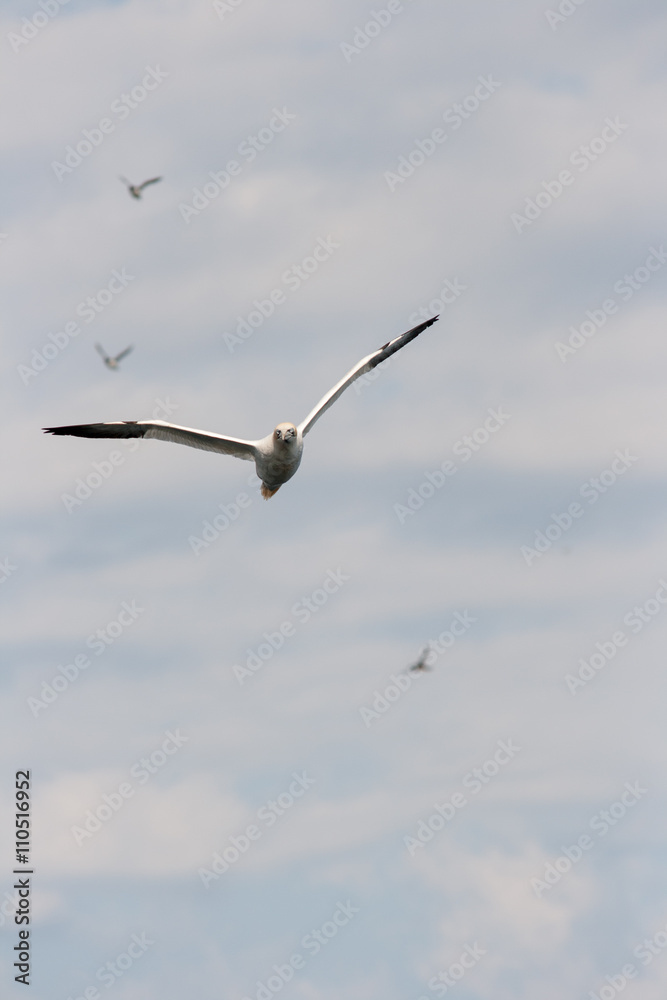 Northern gannet flying towards the camera. Northern gannet flying towards the camera.