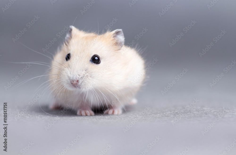 Portrait of a little hamster on grey background Portrait of a little hamster on grey background