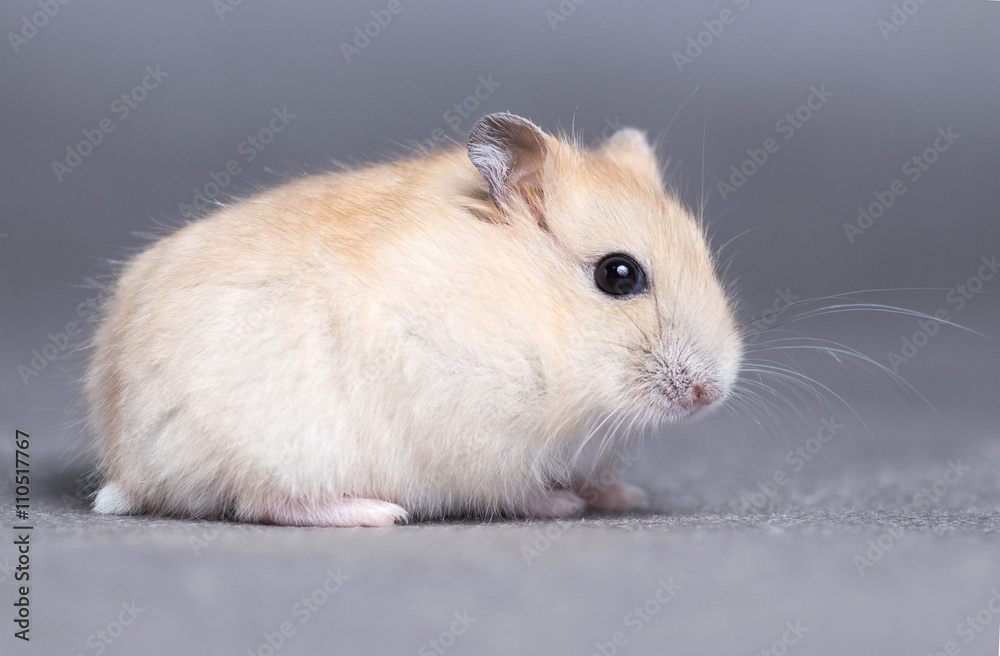 Portrait of a little hamster on grey background Portrait of a little hamster on grey background