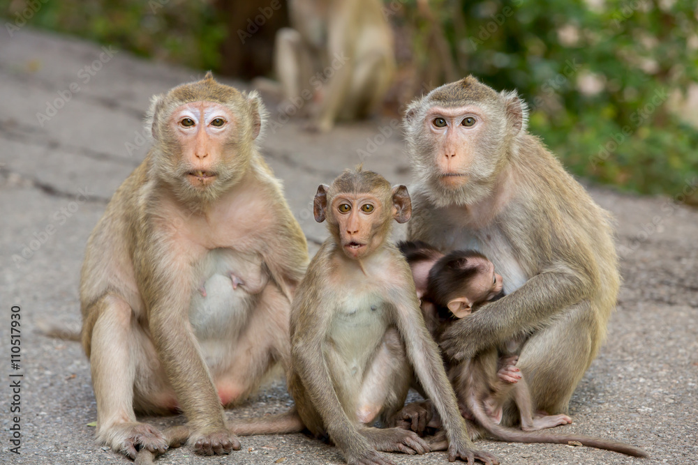 monkey family