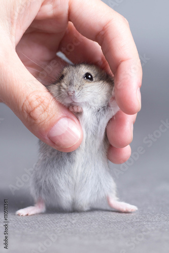 little hamster in the hands of women