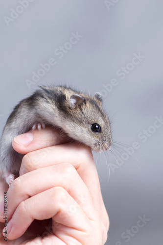 little hamster in the hands of women
